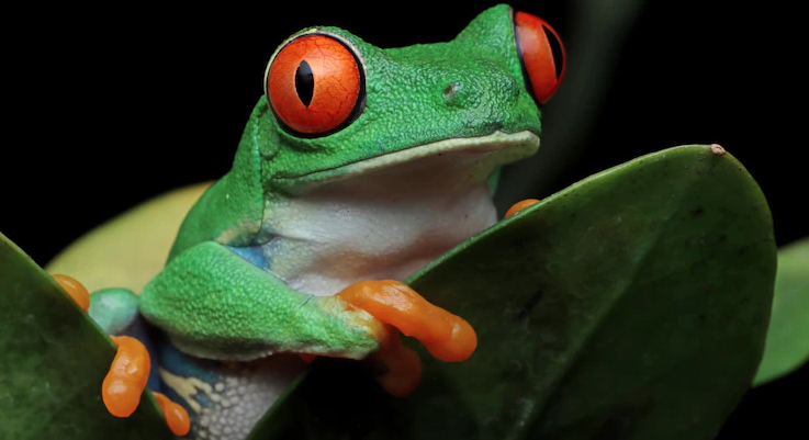 What to Know Before You Buy an Exotic Pet