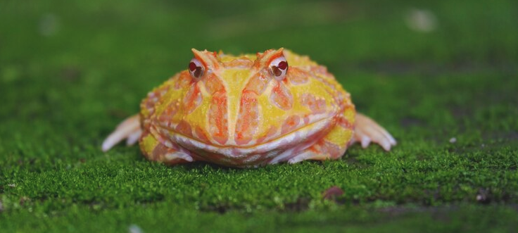 Types of top pacman frogs