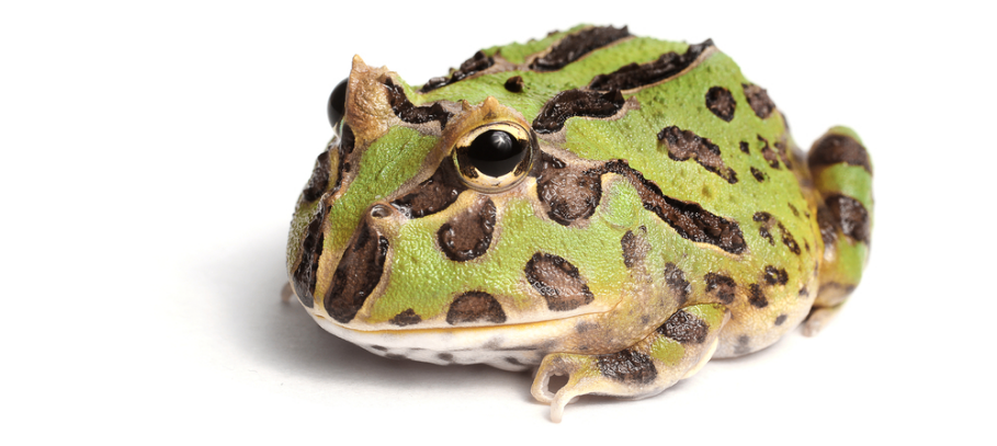 Fantasy Pacman Frog: An Exotic Pet for Your Home