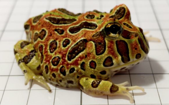 The Importance of Properly Caring for Your Ornate Pacman Frog