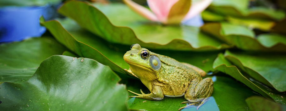 Things To Know About Caring for a Pet Frog