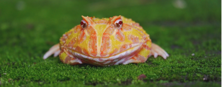 Mistakes to Avoid While Caring for Your Pet Frog