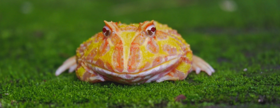 A Beginner's Guide to Feeding and Maintaining Pacman Frogs