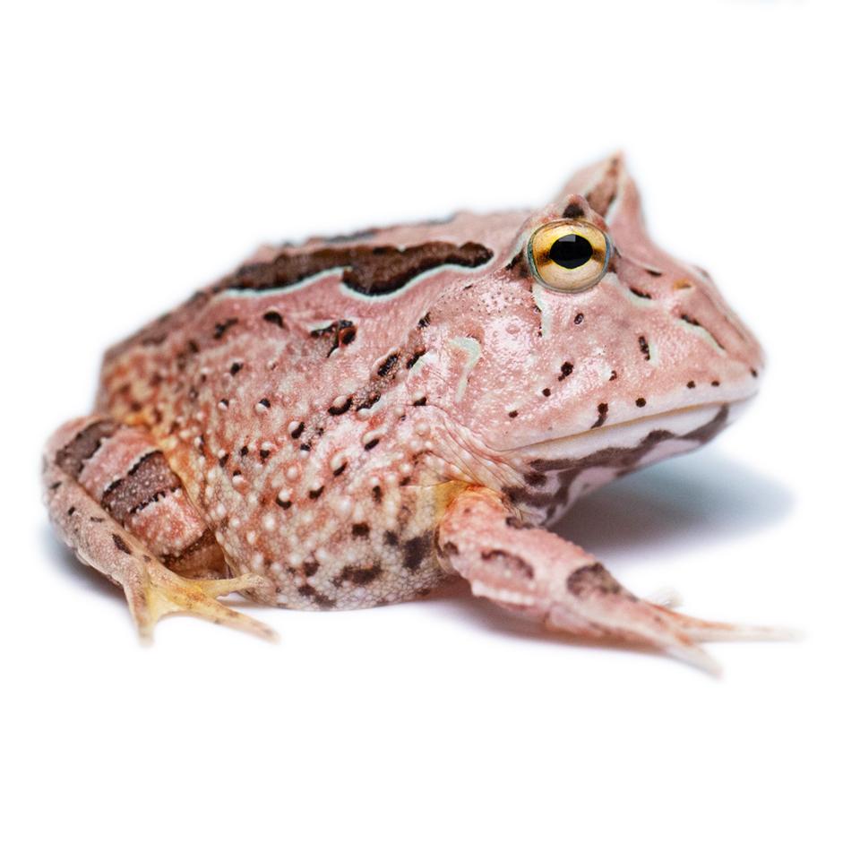 pink pacman frog