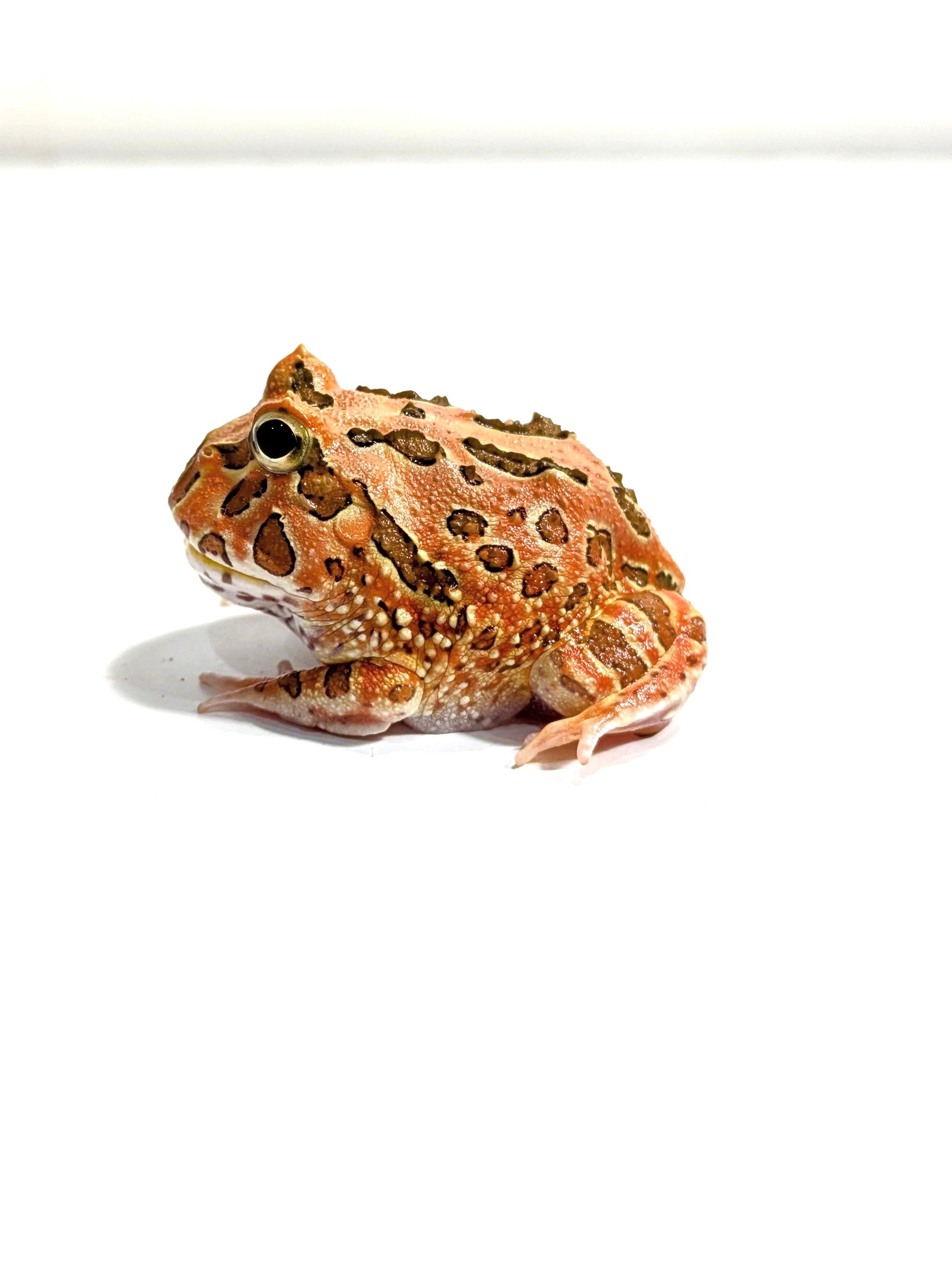 ミャンマー産 茶白翡翠カエルカービング Buy D14 4 Spot Patternless Albino Pacman Frog Online – JamJam Exotic