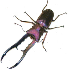 Load image into Gallery viewer, Cyclommatus metallifer finae Larvae

