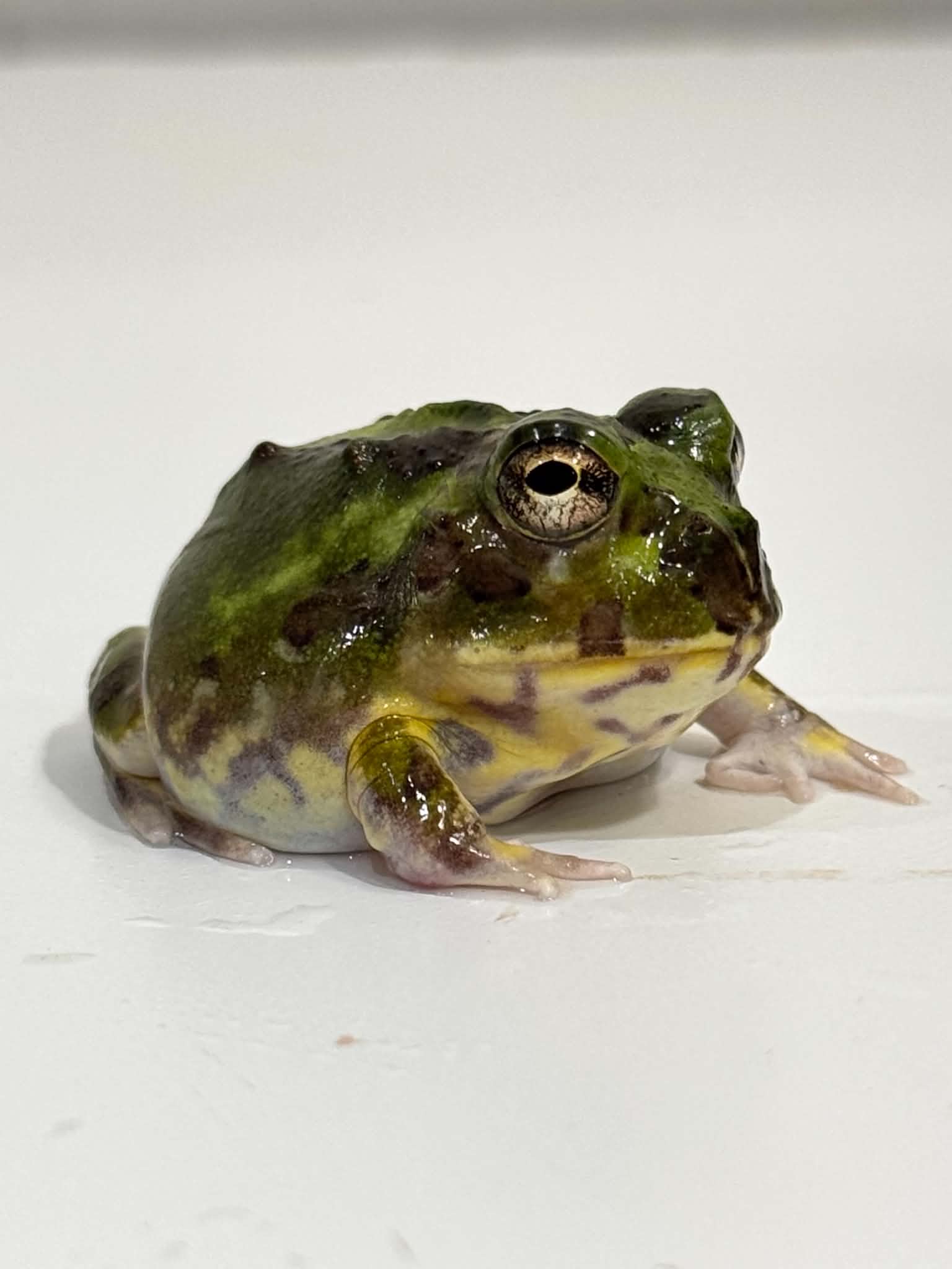 チャランコ 1 Chaco Horned Frog (Teal/Green) – JamJam Exotic