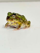 Load image into Gallery viewer, #1 Chaco Horned Frog (Teal/Green)
