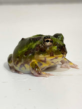 Load image into Gallery viewer, #1 Chaco Horned Frog (Teal/Green)