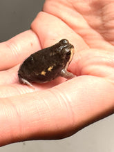 Load image into Gallery viewer, Power’s rain frog