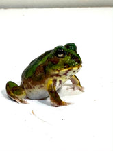 Load image into Gallery viewer, #2 Chaco Horned Frog (Green)