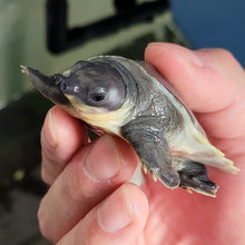 Load image into Gallery viewer, Fly River Turtle