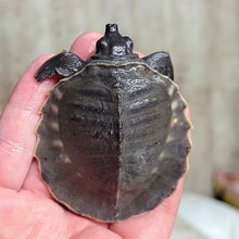 Load image into Gallery viewer, Fly River Turtle