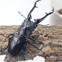 Load image into Gallery viewer, (Prosopocoilus giraffa keisukei) Giraffe Stag Beetle Imago