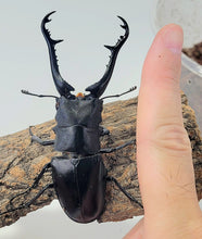 Load image into Gallery viewer, (Prosopocoilus giraffa keisukei) Giraffe Stag Beetle Imago