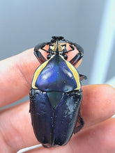 Load image into Gallery viewer, Derby's Flower Beetle Larvae (Blue)