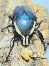 Load image into Gallery viewer, Derby's Flower Beetle Larvae (Blue)