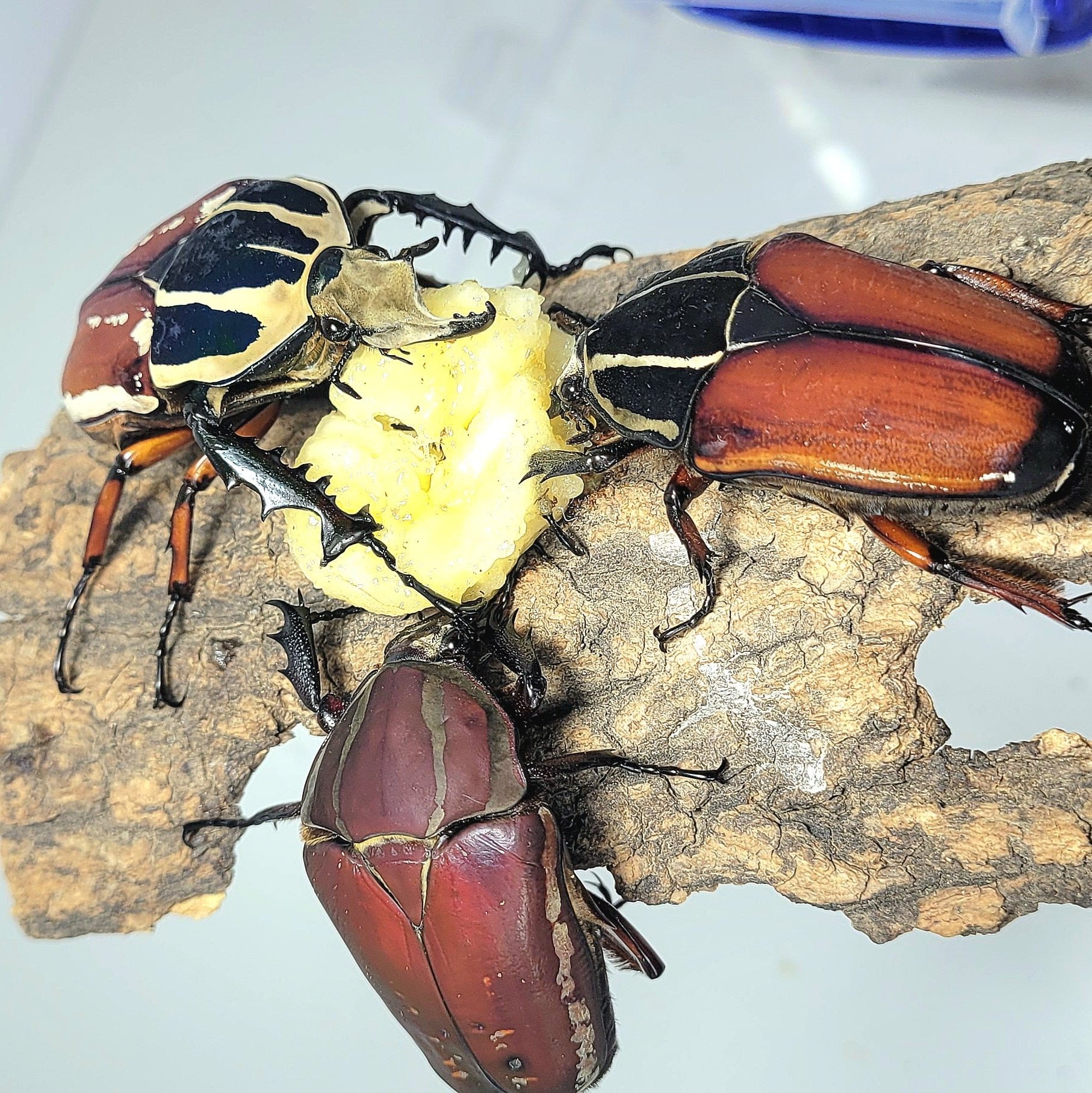 Giant Flower Beetle Larvae (Red) – JamJam Exotic