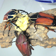 Load image into Gallery viewer, Giant Flower Beetle Larvae (Red)