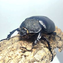 Load image into Gallery viewer, Mars Rhino Beetle Larvae