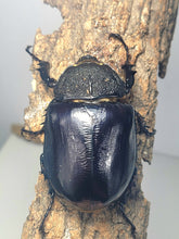 Load image into Gallery viewer, Mars Rhino Beetle Larvae