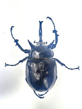 Load image into Gallery viewer, Mars Rhino Beetle Larvae