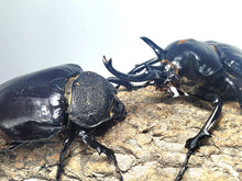 Load image into Gallery viewer, Mars Rhino Beetle Larvae
