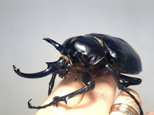 Load image into Gallery viewer, Mars Rhino Beetle Larvae