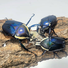 Load image into Gallery viewer, Derby's Flower Beetle Larvae (Blue)