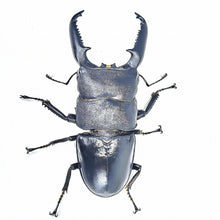Load image into Gallery viewer, Palawan Stag Beetle Imago