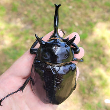 Load image into Gallery viewer, Mars Rhino Beetle Larvae