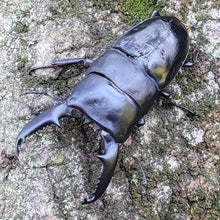 Load image into Gallery viewer, Palawan Stag Beetle Imago