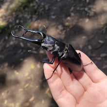Load image into Gallery viewer, (Prosopocoilus giraffa keisukei) Giraffe Stag Beetle Imago