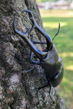 Load image into Gallery viewer, (Prosopocoilus giraffa keisukei) Giraffe Stag Beetle Imago