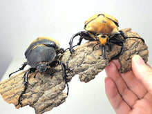 Load image into Gallery viewer, Elephant Rhino Beetle Larvae