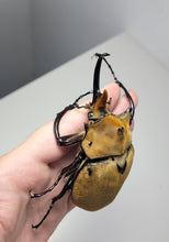 Load image into Gallery viewer, Elephant Rhino Beetle Larvae