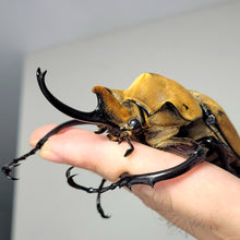 Load image into Gallery viewer, Elephant Rhino Beetle Larvae