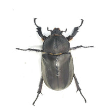 Load image into Gallery viewer, Taiwan Rhino Beetle Larvae