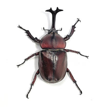 Load image into Gallery viewer, Taiwan Rhino Beetle Larvae