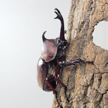 Load image into Gallery viewer, Taiwan Rhino Beetle Larvae