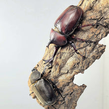 Load image into Gallery viewer, Taiwan Rhino Beetle Larvae