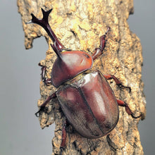 Load image into Gallery viewer, Taiwan Rhino Beetle Larvae