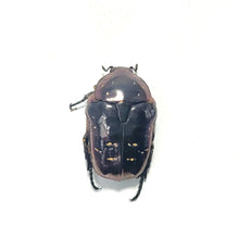 Load image into Gallery viewer, Protaetia inquinata Larvae