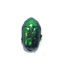 Load image into Gallery viewer, Protaetia inquinata Larvae