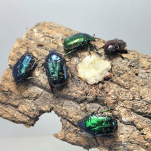 Load image into Gallery viewer, Protaetia inquinata Larvae