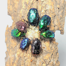 Load image into Gallery viewer, Protaetia inquinata Larvae