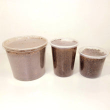 Load image into Gallery viewer, Beelte Larvae Kit