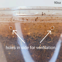 Load image into Gallery viewer, Beelte Larvae Kit