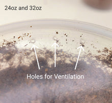 Load image into Gallery viewer, Beelte Larvae Kit