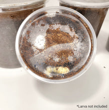 Load image into Gallery viewer, Beelte Larvae Kit